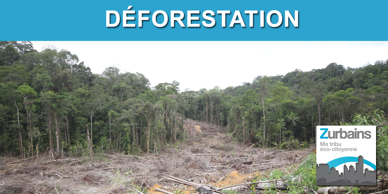 Lutte contre la déforestation mondiale, l'Union Européenne légifère afin de mieux orienter notre consommation