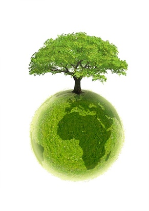 Lutte contre le changement climatique : et si replanter des arbres était le plus efficace ?