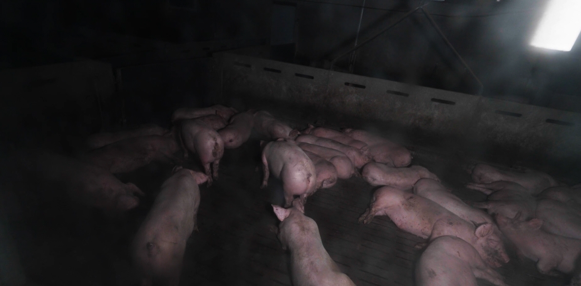 Elevage de porcs en Bretagne : une nouvelle enquête ouverte pour maltraitance animale Elevage de porcs en Bretagne : une nouvelle enquête ouverte pour maltraitance animale