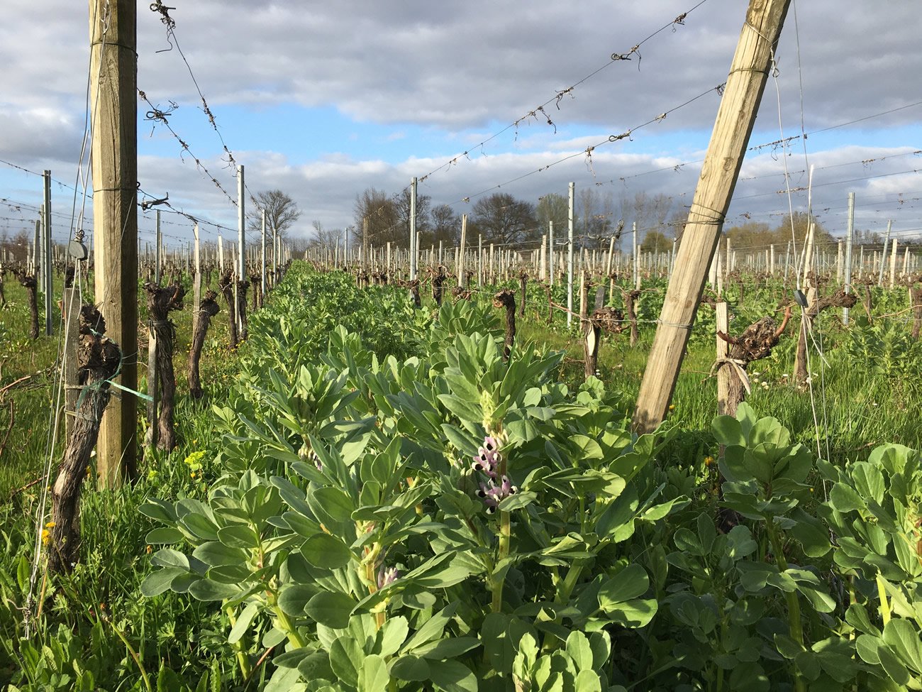 Château Dubraud (Bordeaux) : agroécologie, moutarde et radis noir, les vins d'exception ont leur racine dans la terre