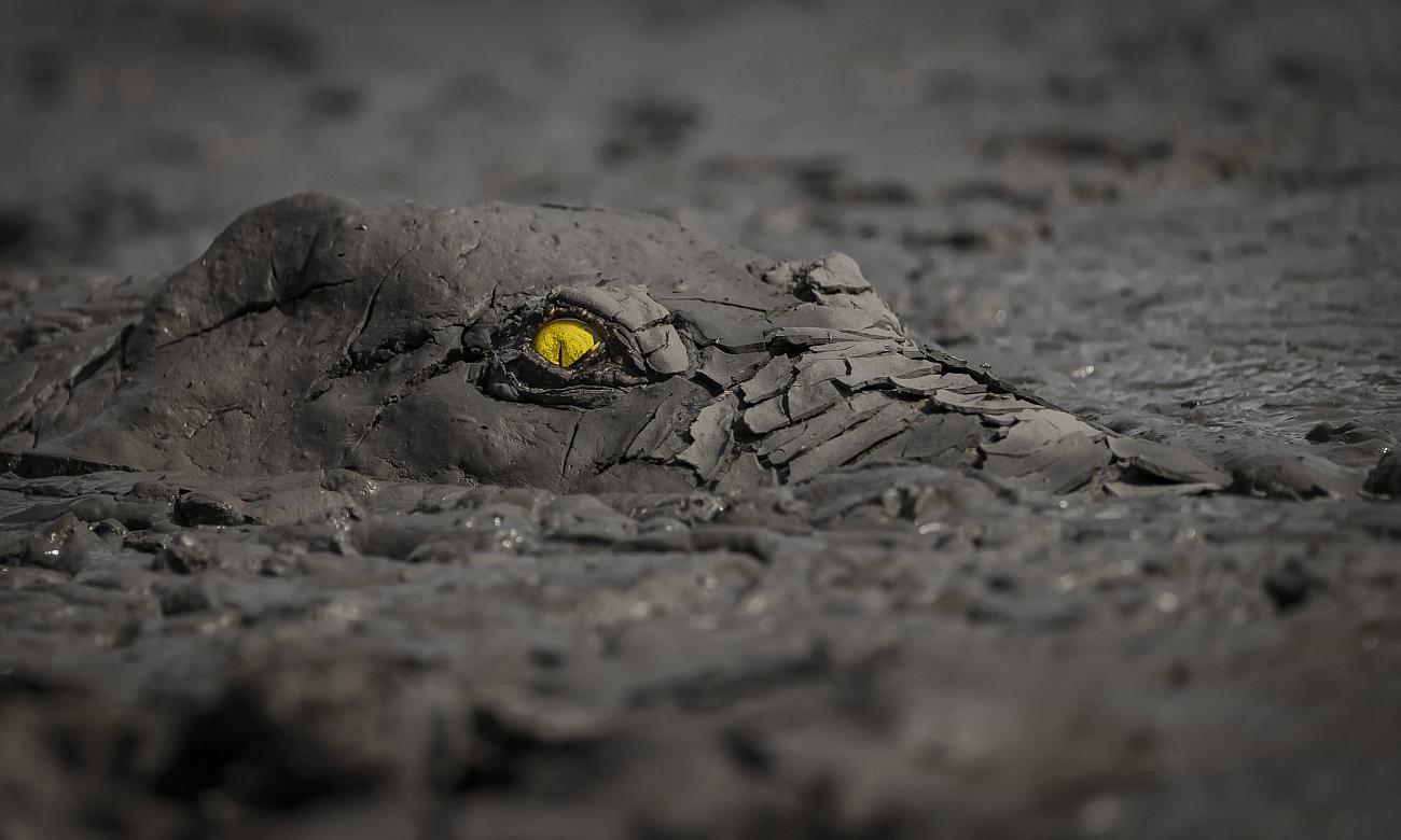 World Nature Photography Awards : les plus belles photos nature au monde, les lauréats 2022 World Nature Photography Awards : les plus belles photos nature au monde, les lauréats 2022
