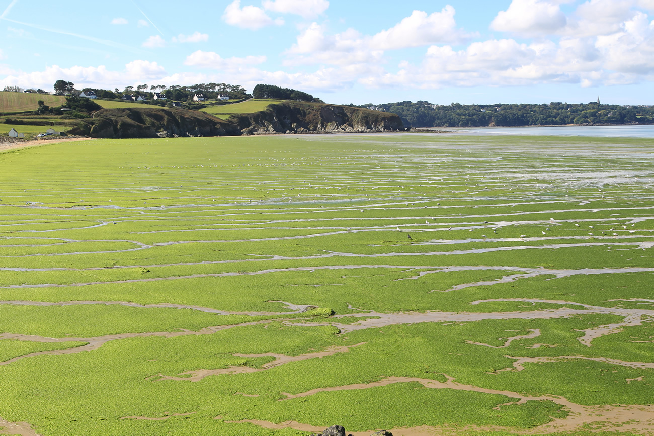 Algues vertes : toujours de plus en plus présentes en Bretagne