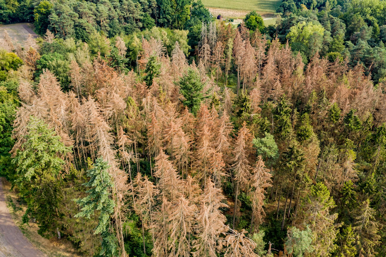 La forêt française en danger : l'on doit l'adapter également au changement climatique pour ne pas la faire mourir