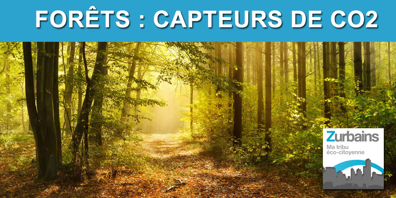 Réchauffement climatique : choisir les essences d'arbres avec soin afin d'optimiser la capacité de la forêt à absorber le carbone Réchauffement climatique : choisir les essences d'arbres avec soin afin d'optimiser la capacité de la forêt à absorber le carbone