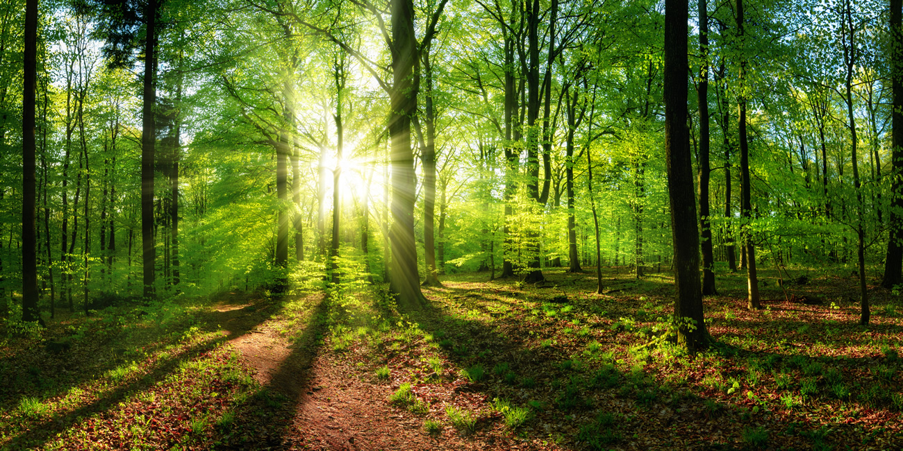 Journée internationale des forêts : 10.000 arbres plantés en moins d'une année ! Disons Merci à Merci Facteur ! Journée internationale des forêts : 10.000 arbres plantés en moins d'une année ! Disons Merci à Merci Facteur !