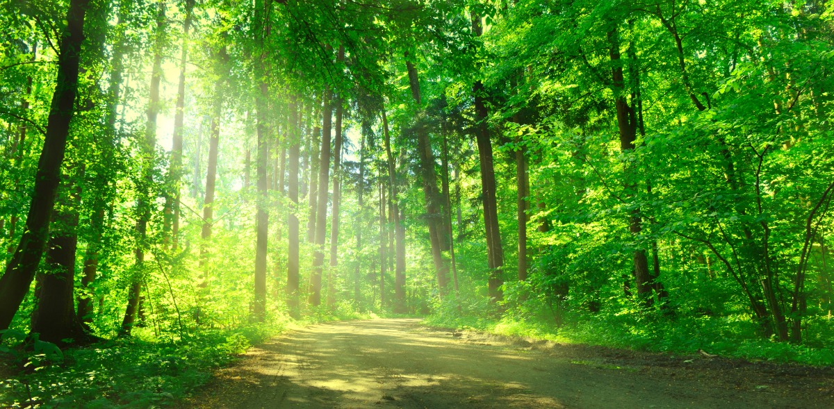 Filière bois/forêt : prochainement une aide financière comme en Allemagne ?