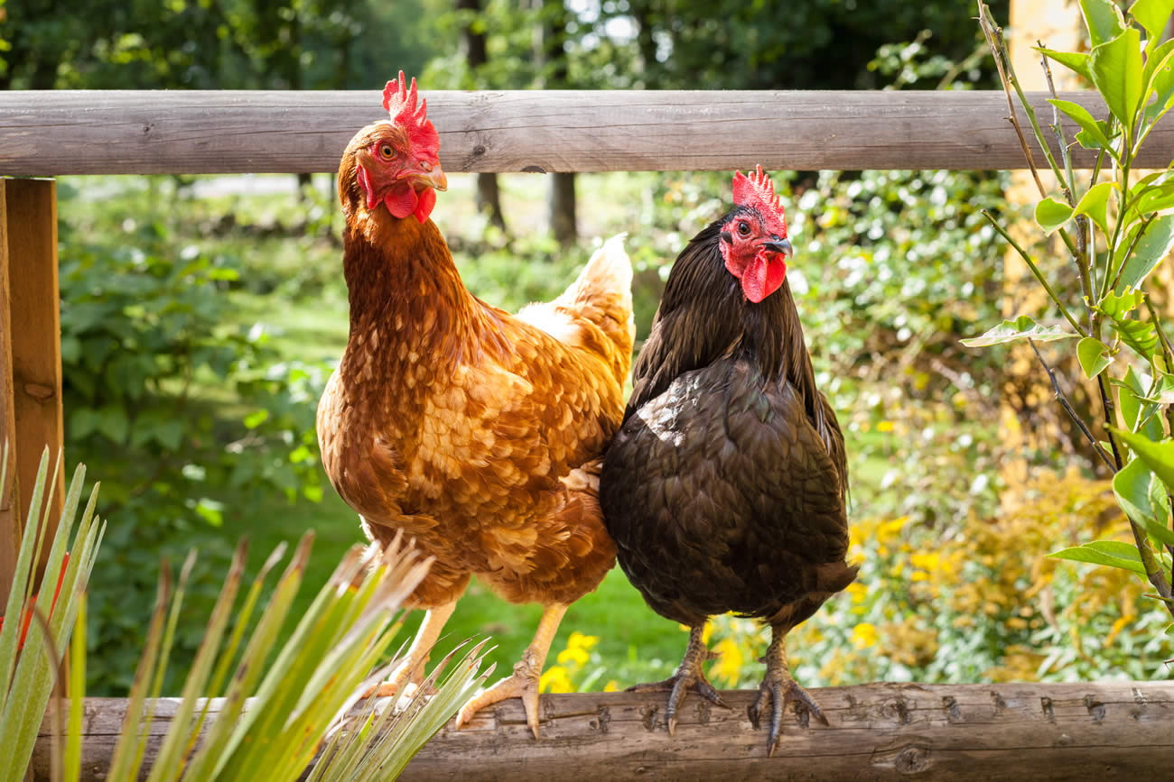 Canicule et vagues de chaleur : les poules s'adaptent en pondant moins d'œufs