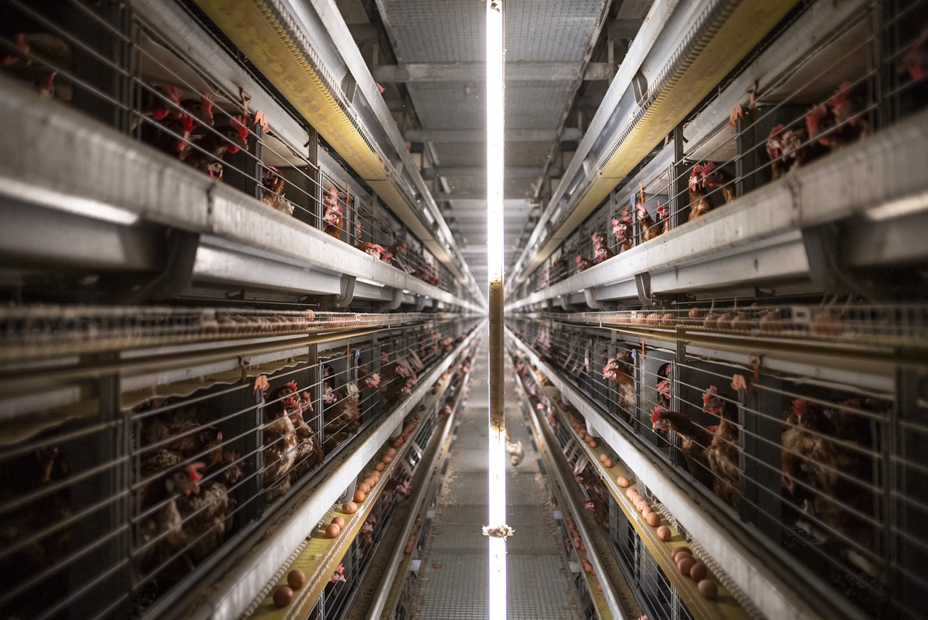 Poules pondeuses en cage : ne peut-on pas faire une omelette sans casser des poules ? L214 alerte sur un élevage maltraitant les poules