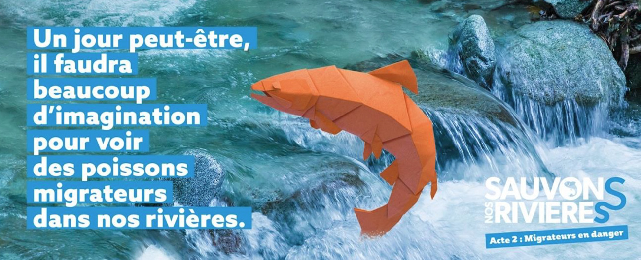 Anguilles, truites de mer, esturgeons, saumons,... Espèces amphihalines : sauvons nos poissons migrateurs !