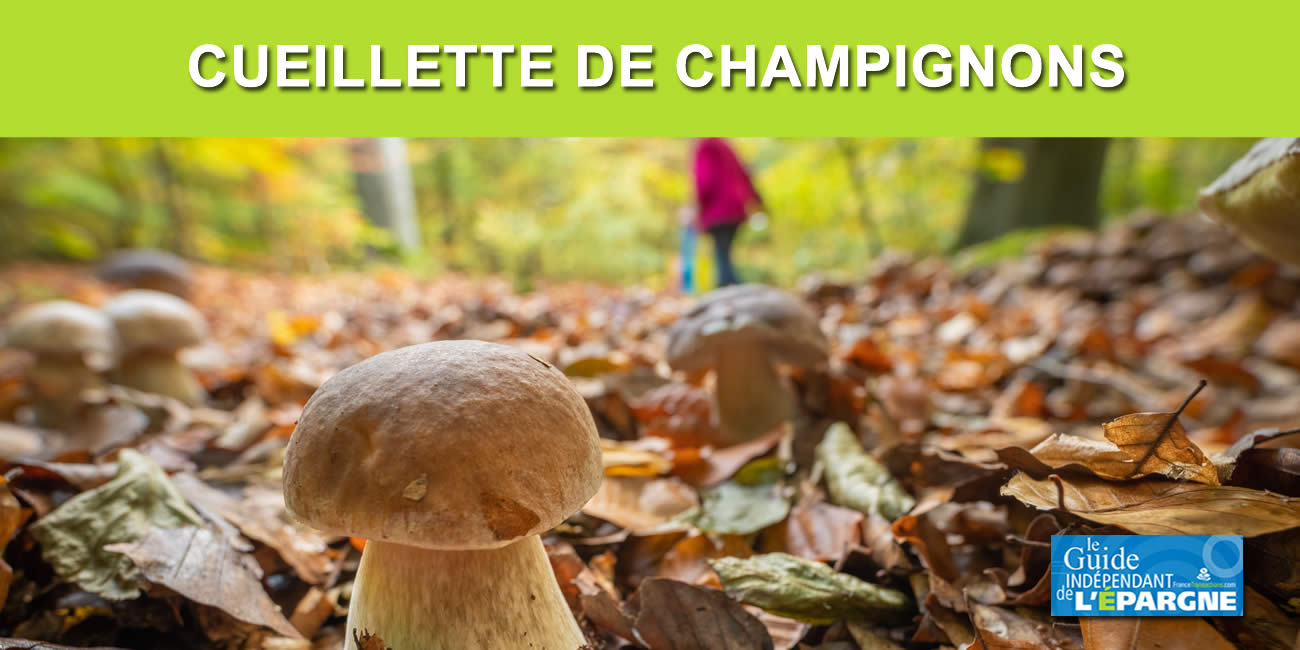 Champignons : un automne 2022 exceptionnel, été chaud, pluies orageuses, les cèpes sont au rendez-vous !