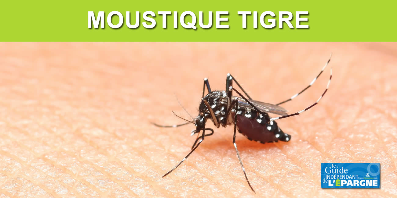 Canicule en octobre, les moustiques en raffolent
