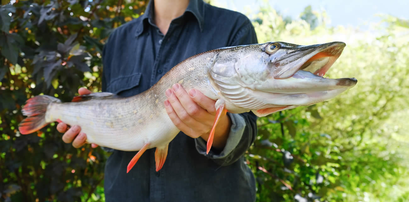 Ouverture de la pêche du brochet ce samedi 29 avril 2023 !