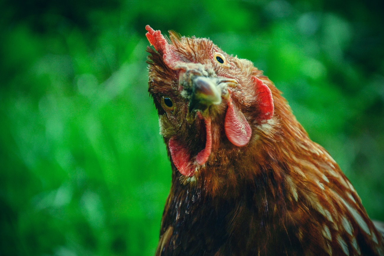 Élever des poules, une tendance qui couve