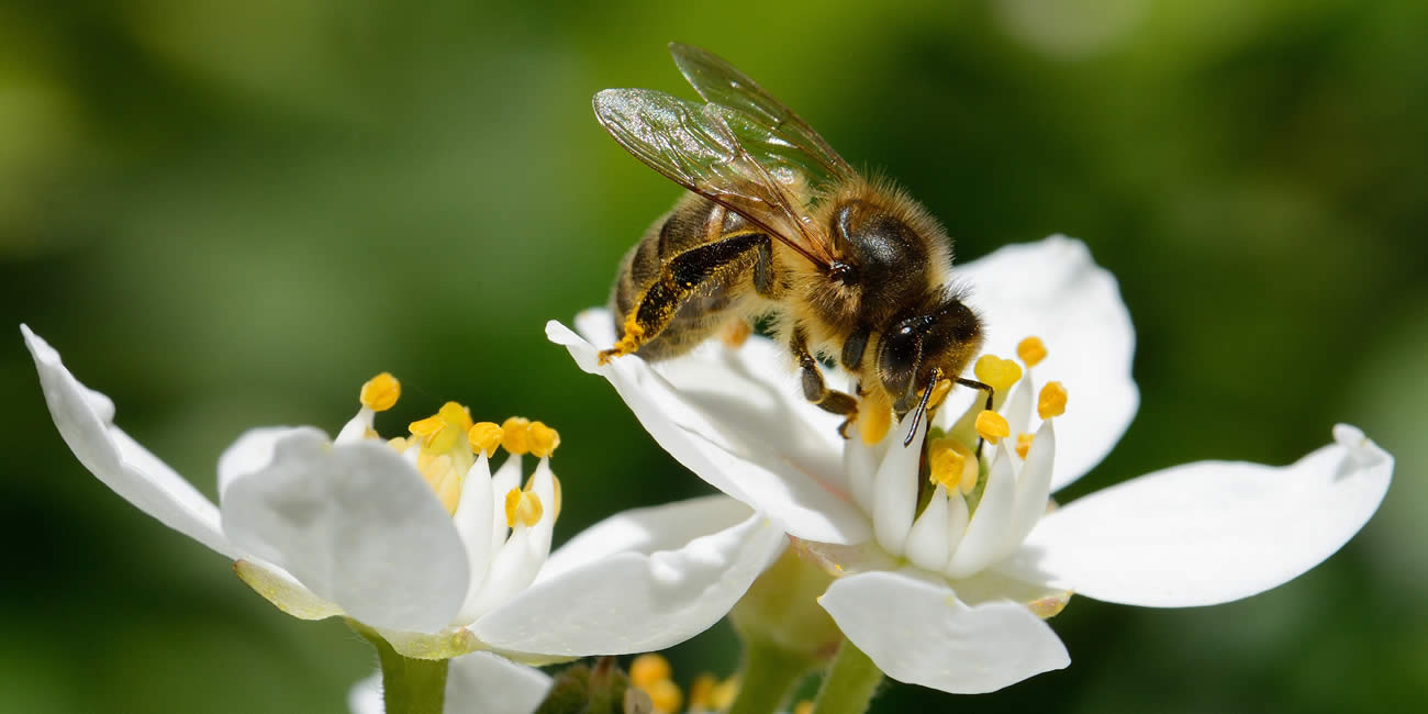 Alerte à la fraude sur le miel : 80% du miel vendu en France ne serait pas pur, le miel importé en cause