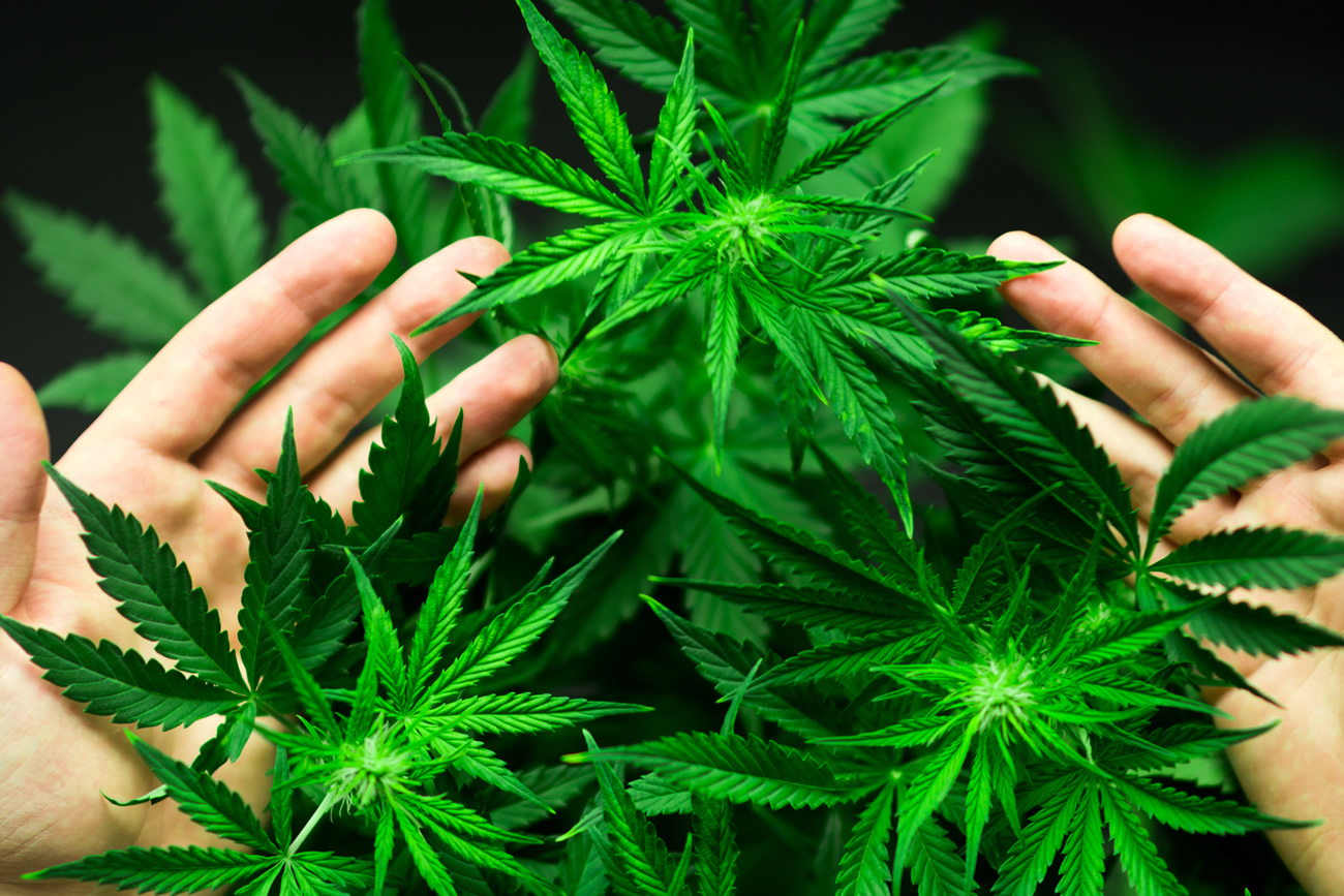 Cannabis thérapeutique : consommation autorisée, mais vous ne pouvez pas en fumer !