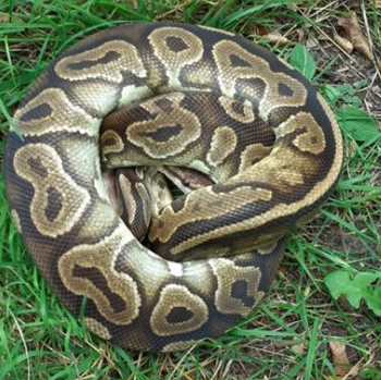 Un python royal retrouvé en forêt de Fontainebleau début septembre 2019 Un python royal retrouvé en forêt de Fontainebleau début septembre 2019
