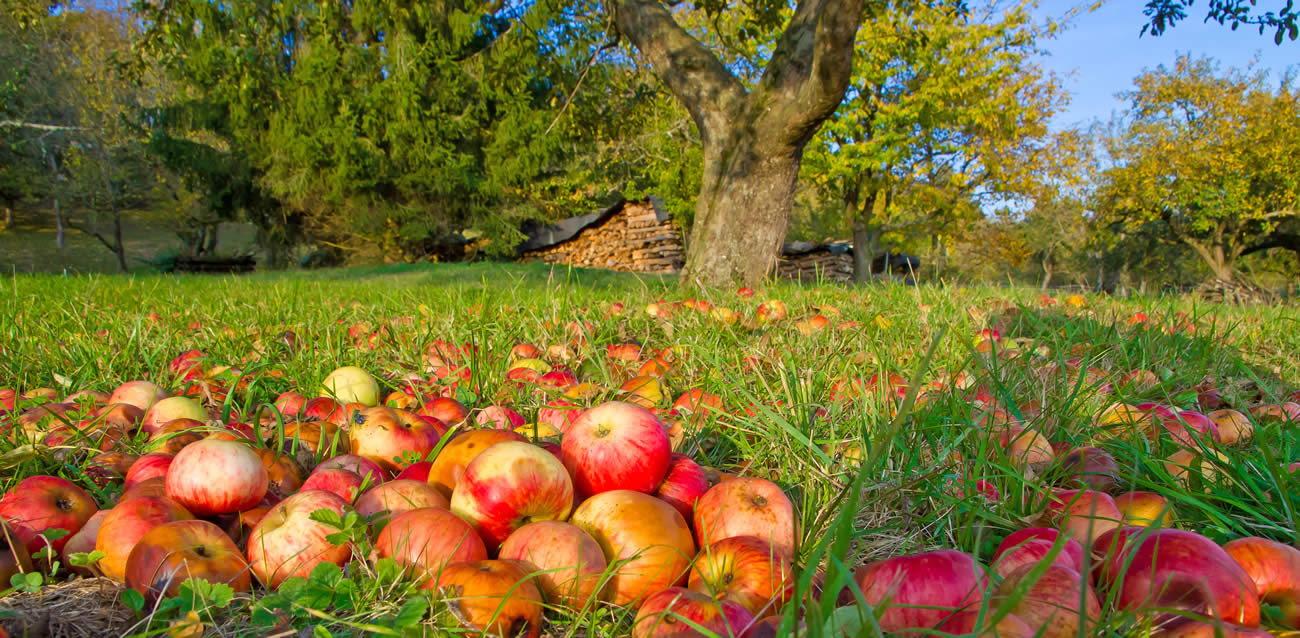 Aux arbres citoyens, les récoltes des fruits tombés à terre, le bon sens en action Aux arbres citoyens, les récoltes des fruits tombés à terre, le bon sens en action