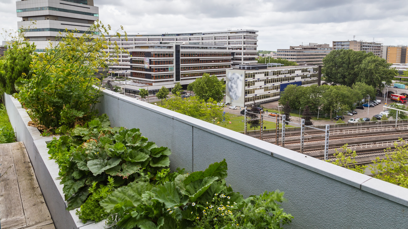 De plus en plus de potagers en ville, le monde entier suit le mouvement De plus en plus de potagers en ville, le monde entier suit le mouvement