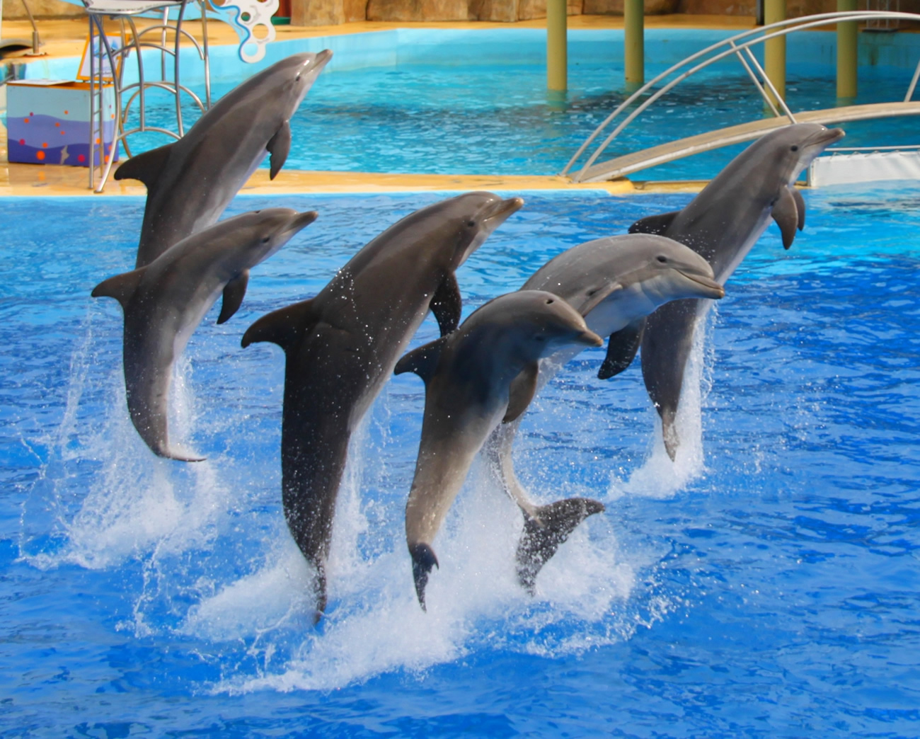 Delphinariums : vous ne verrez plus de spectacles de dauphins en France