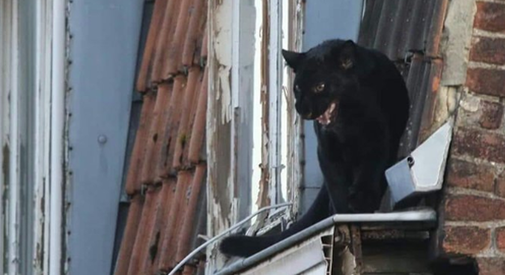 Armentières (59) : une panthère noire s'échappe sur les toits, pendant que son propriétaire est parti tranquillement en vacances...